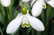 Galanthus S. Arnott in the green 